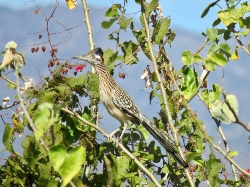 Greater Roadrunner